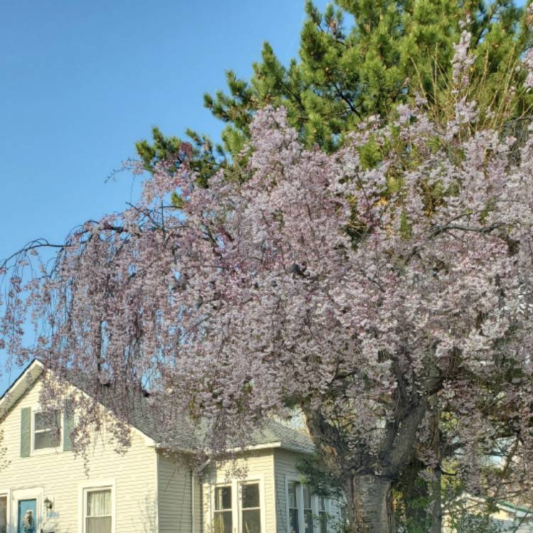 Plant image Prunus x snofozam 'Snow Fountain'