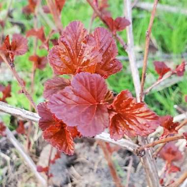 Physocarpus opulifolius 'Smnpoblr' syn. Physocarpus opulifolius 'Ginger Wine'