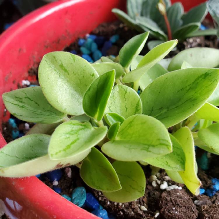 Plant image Peperomia orba 'Pixie Lime'