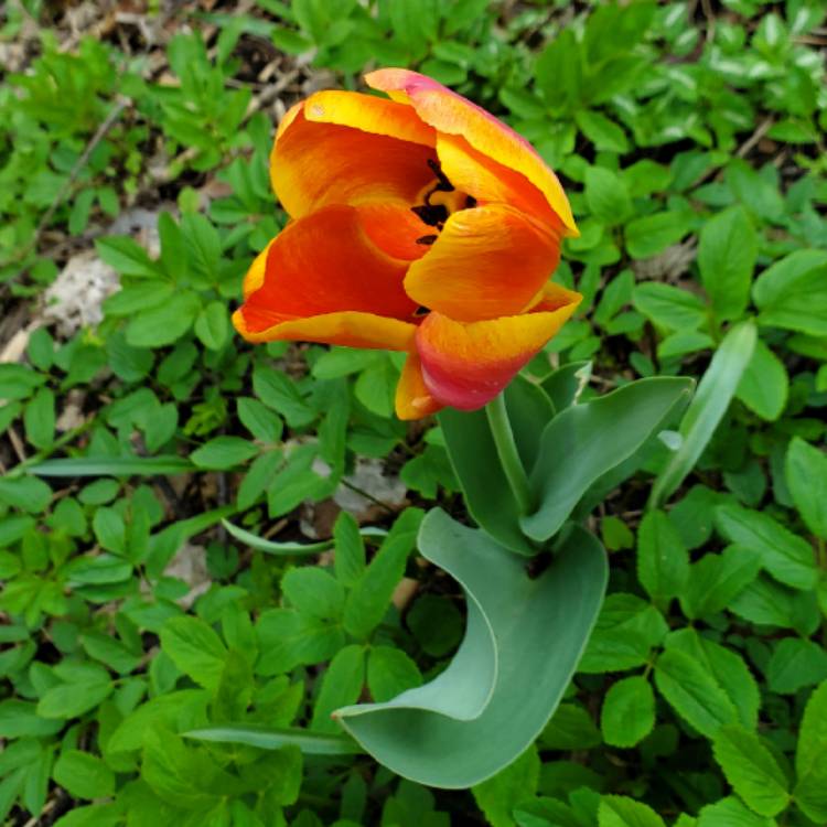 Plant image Tulipa 'Apeldoorn's Elite'