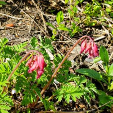 Dicentra cucullata