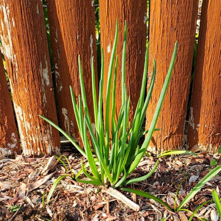 Plant image Allium x proliferum