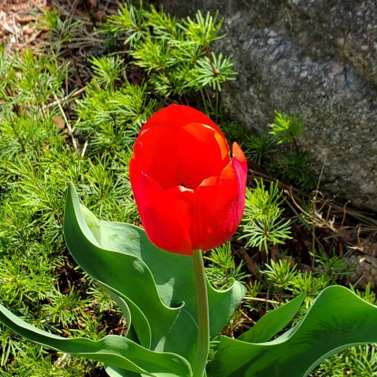 Plant image Tulipa 'Apeldoorn'