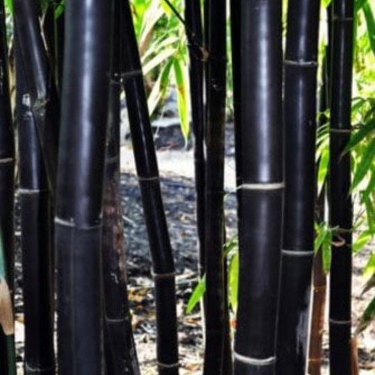 Plant image Phyllostachys nigra