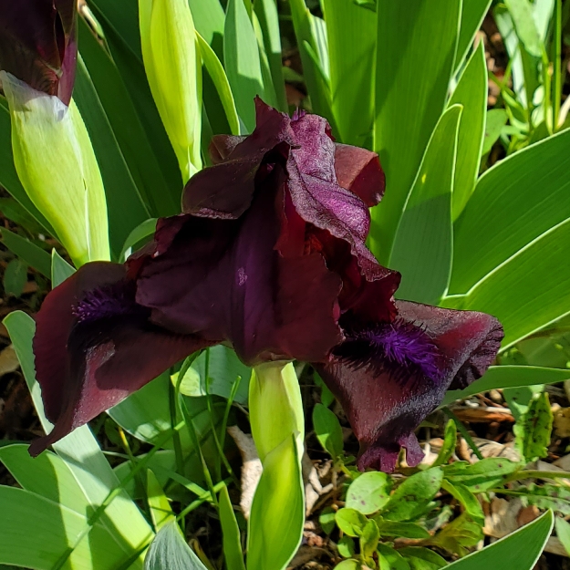 Plant image Iris x germanica 'Cherry Garden'