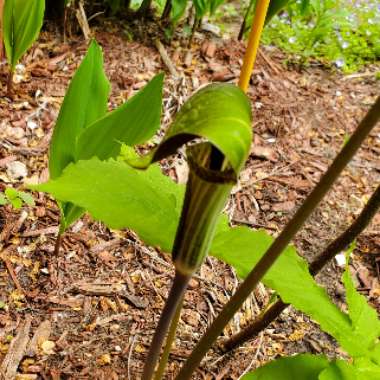 Arisaema triphyllum