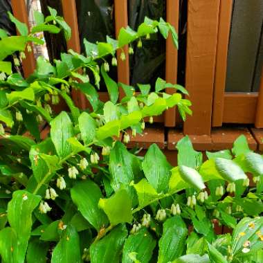 Polygonatum multiflorum