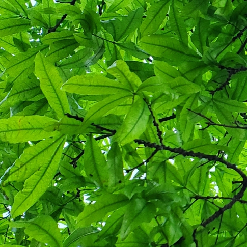 Plant image Quercus phellos