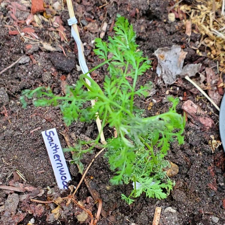 Plant image Artemisia abrotanum syn. Artemisia paniculata ; Artemisia procera Willd.