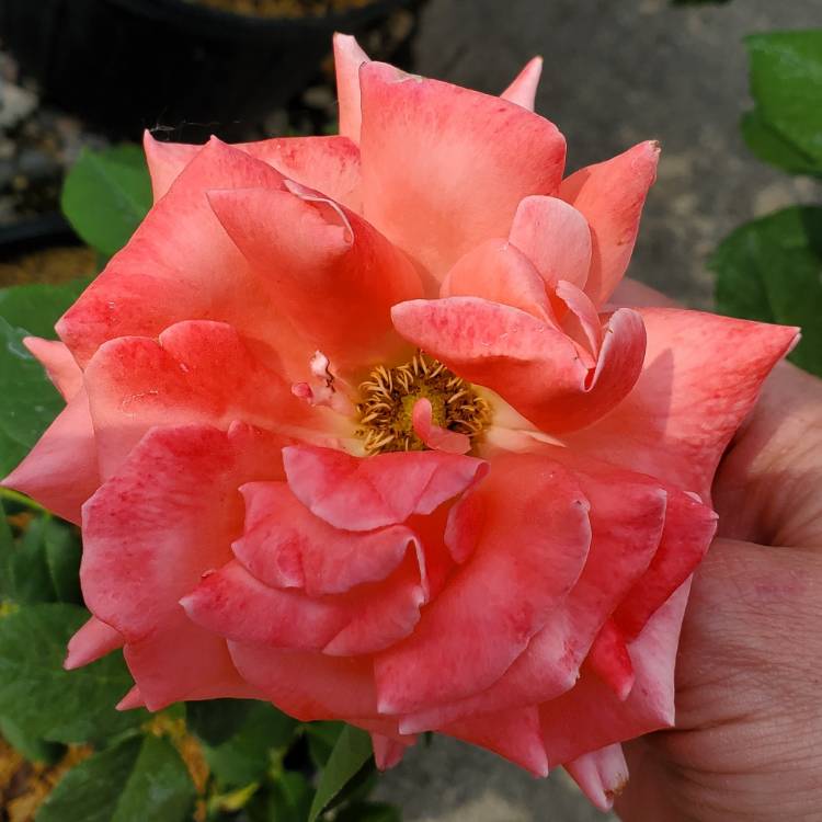 Plant image Rosa 'Jacclam' syn. Rosa 'America'