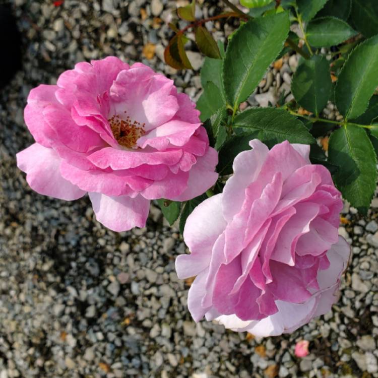 Plant image Rosa 'Violet's Pride'