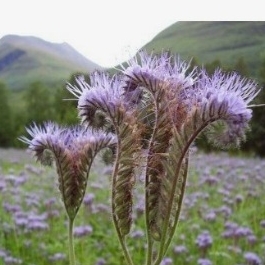 Plant image Phacelia tanacetifolia