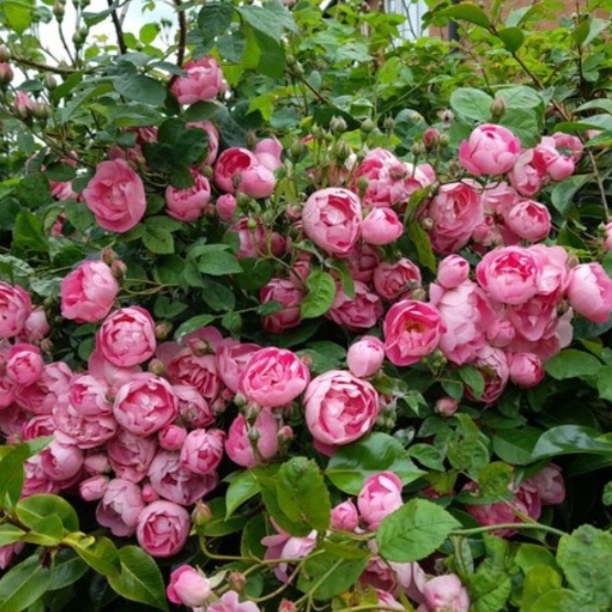 Plant image Rosa macrantha 'Raubritter'