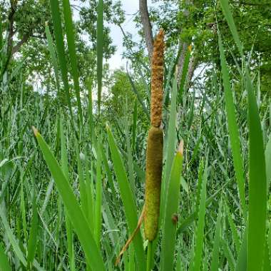 Typha