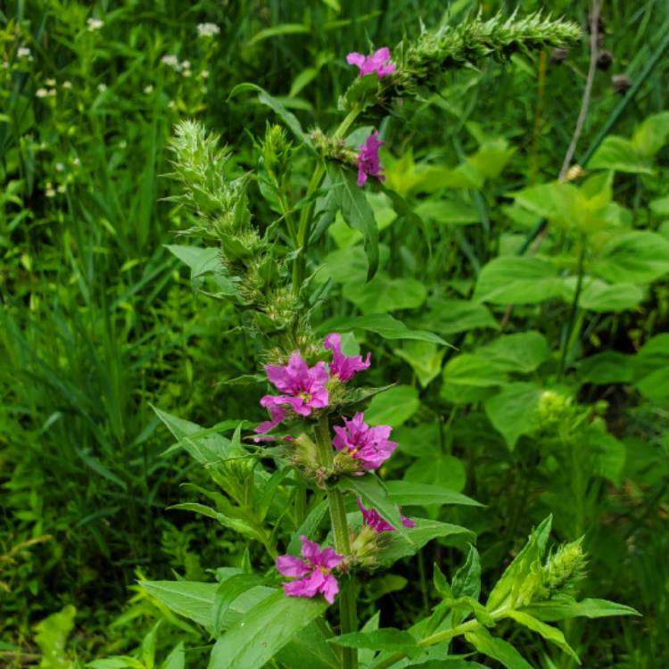 Plant image Lysimachia salicaria syn. Lythrum salicaria