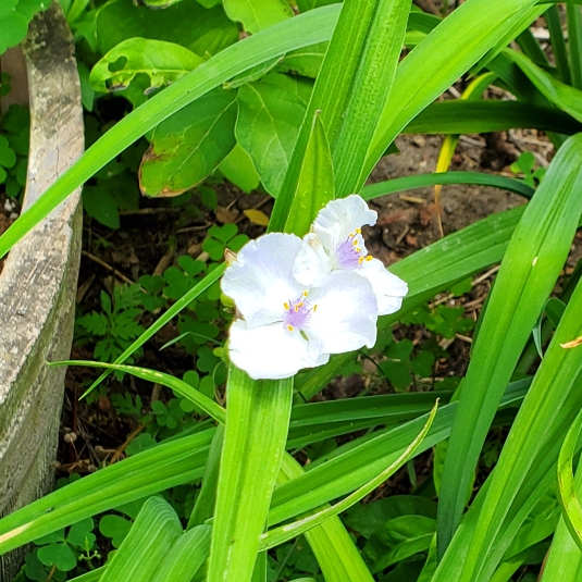 Plant image Tradescantia (Andersoniana Group) 'Osprey'