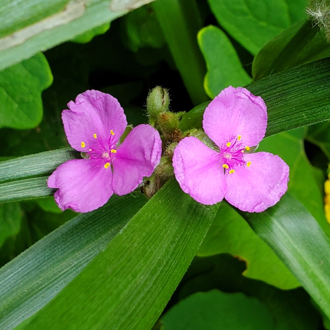 Plant image Tradescantia ohiensis