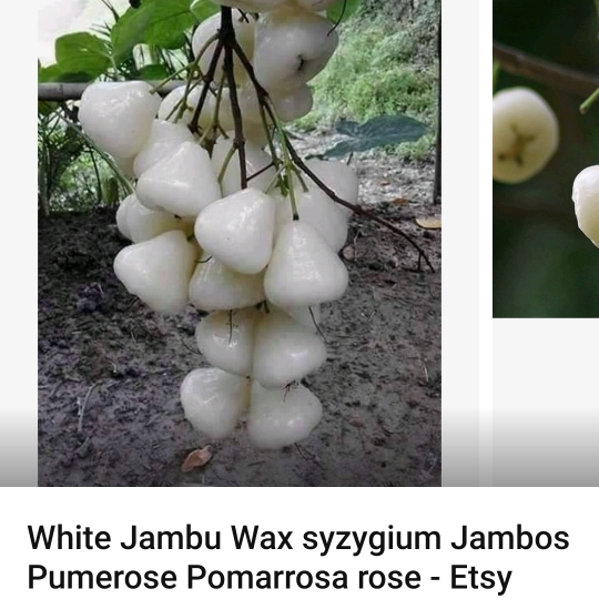 Plant image Syzygium Jambos