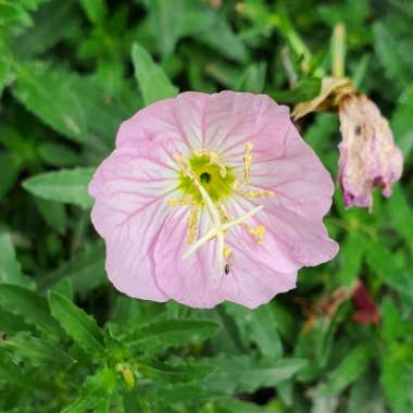 Oenothera Speciosa