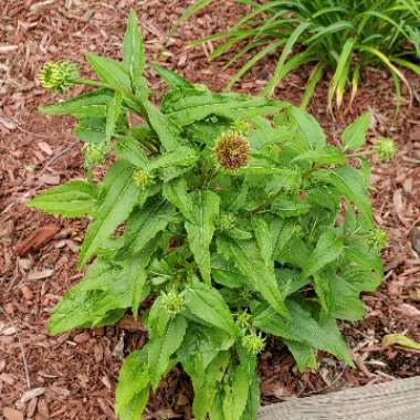 Echinacea purpurea 'Pas702917' (PowWow Series) syn. Echinacea 'PowWow Wild Berry'