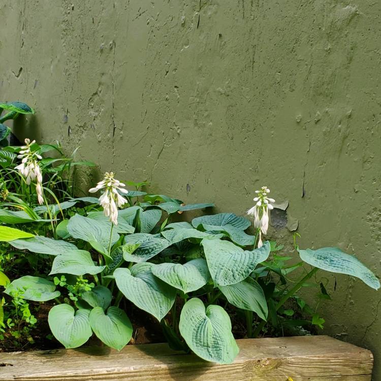 Plant image Hosta 'Blue Mouse Ears'