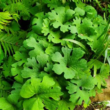 Sanguinaria canadensis