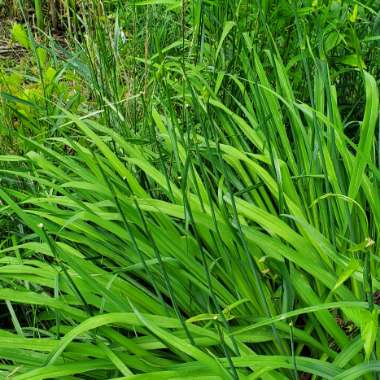 Hemerocallis