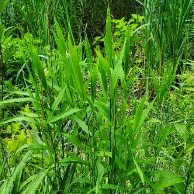 Chasmanthium latifolium