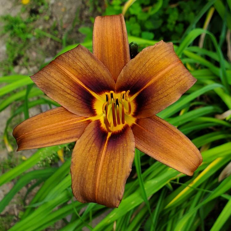 Plant image Hemerocallis 'Milk Chocolate'