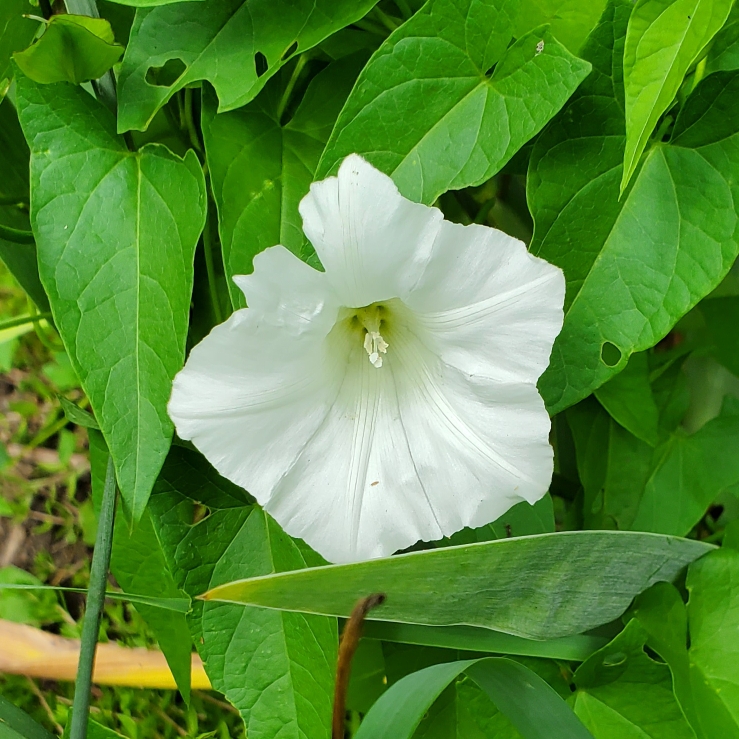 Plant image Convolvulus arvensis