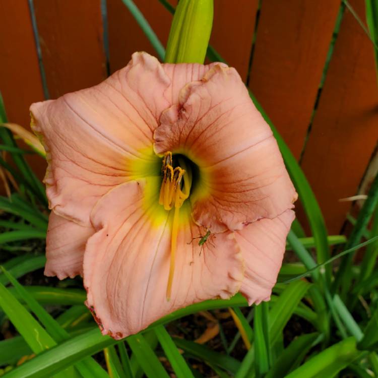 Plant image Hemerocallis 'Barbara Mitchell'