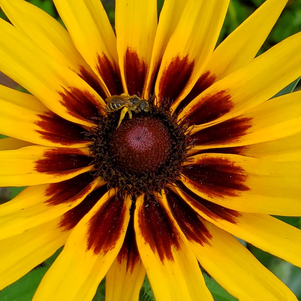 Plant image Rudbeckia hirta 'Denver Daisy'