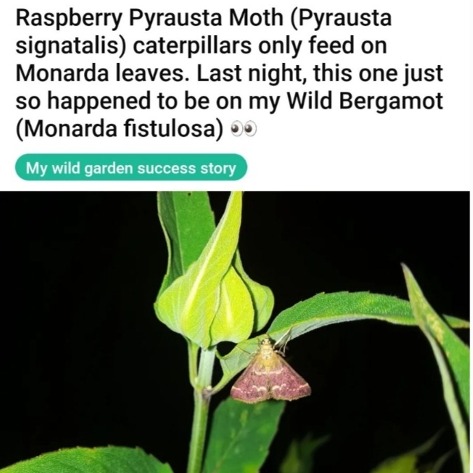 Plant image Monarda Fistulosa L.