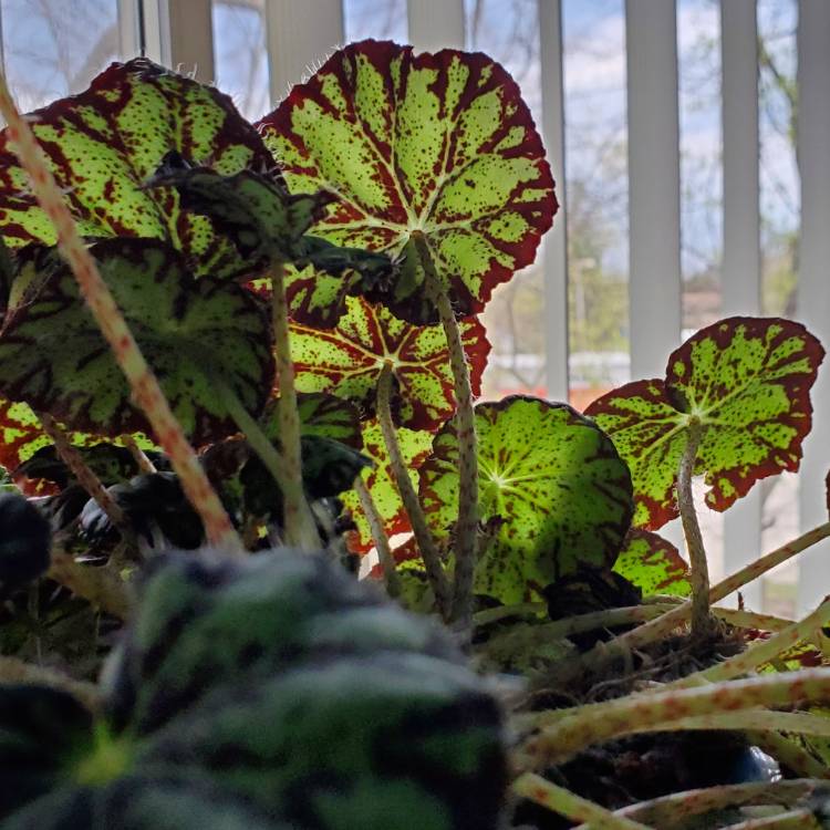 Plant image Begonia bowerae syn. Begonia bowerii, Begonia boweri