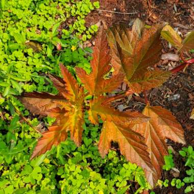 Physocarpus opulifolius 'Smnpoblr' syn. Physocarpus opulifolius 'Ginger Wine'