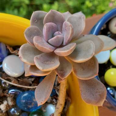 xGraptoveria Debbi