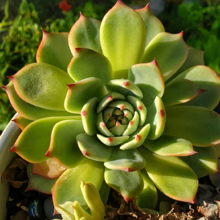 Plant image Echeveria Colorata