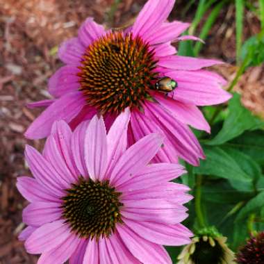 Echinacea purpurea 'Pas702917' (PowWow Series) syn. Echinacea 'PowWow Wild Berry'