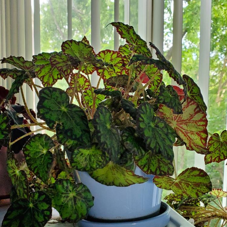 Plant image Begonia bowerae syn. Begonia bowerii, Begonia boweri