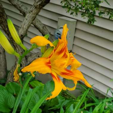 Hemerocallis fulva 'Flore Pleno'