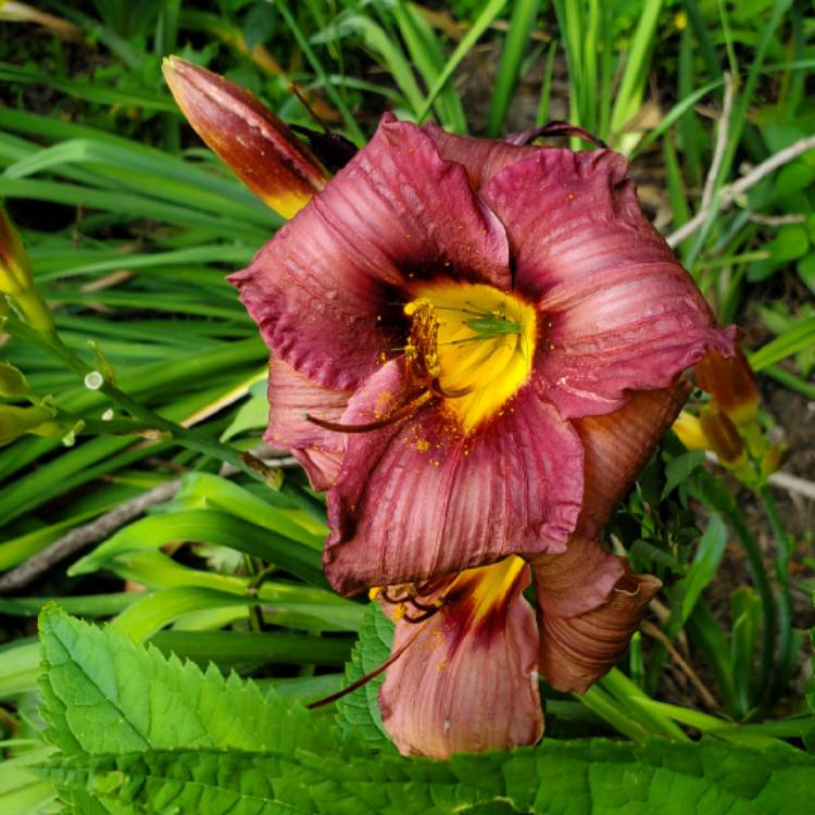 Plant image Hemerocallis 'Old Termite'