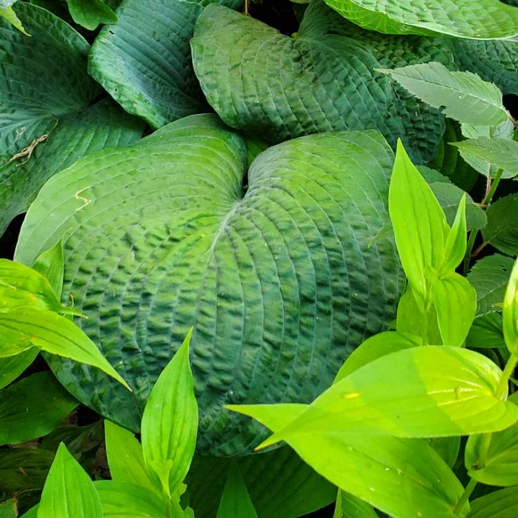 Plant image Hosta 'Bressingham Blue'