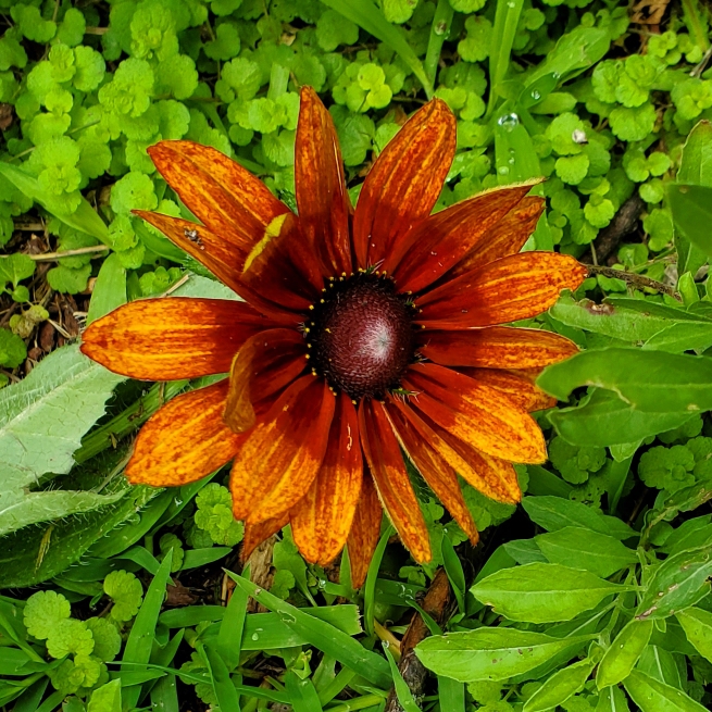 Plant image Rudbeckia x hirta hybrida 'Cherokee Sunset'