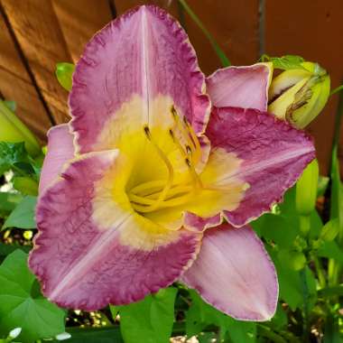 Hemerocallis