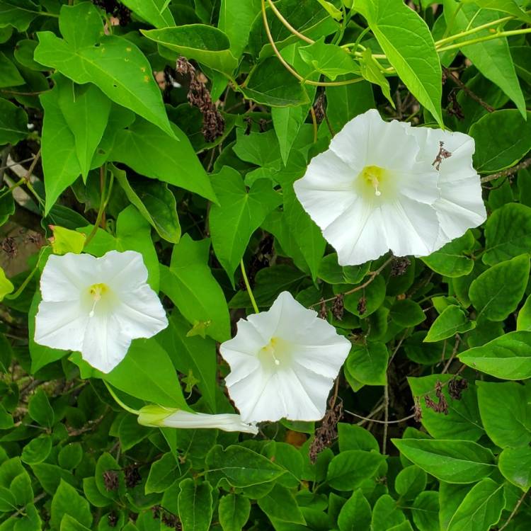 Plant image Calystegia sepium