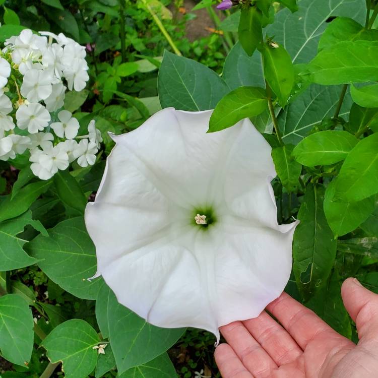 Plant image Datura