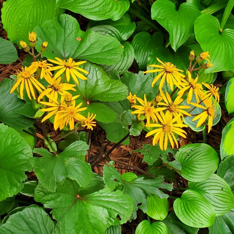 Plant image Ligularia reniformis