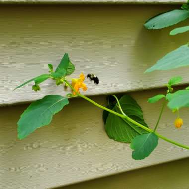 Impatiens capensis