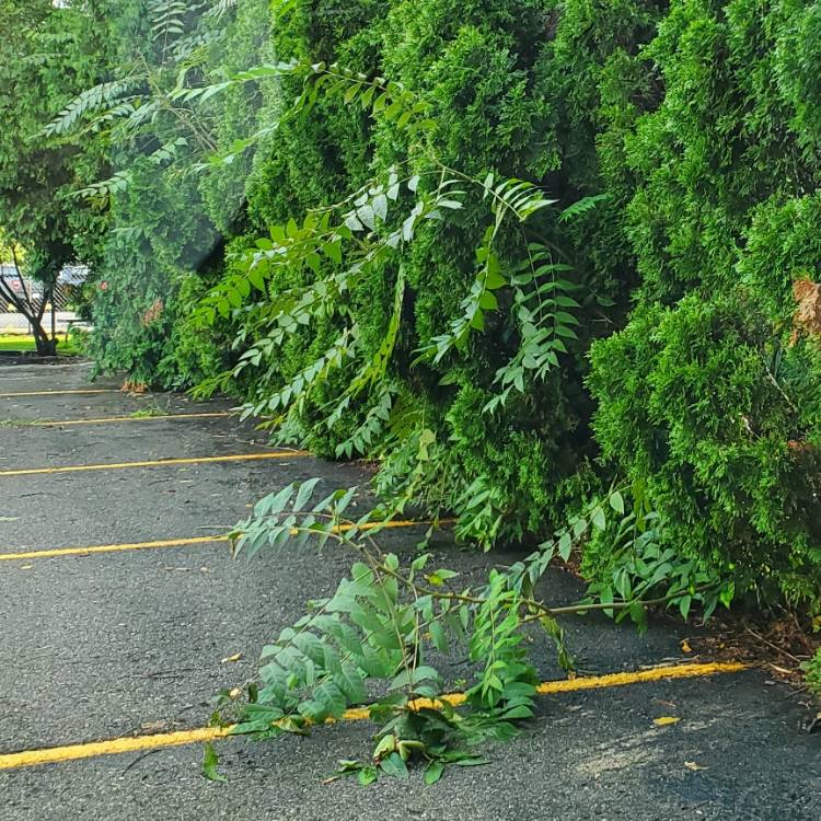 Plant image Ailanthus Altissima