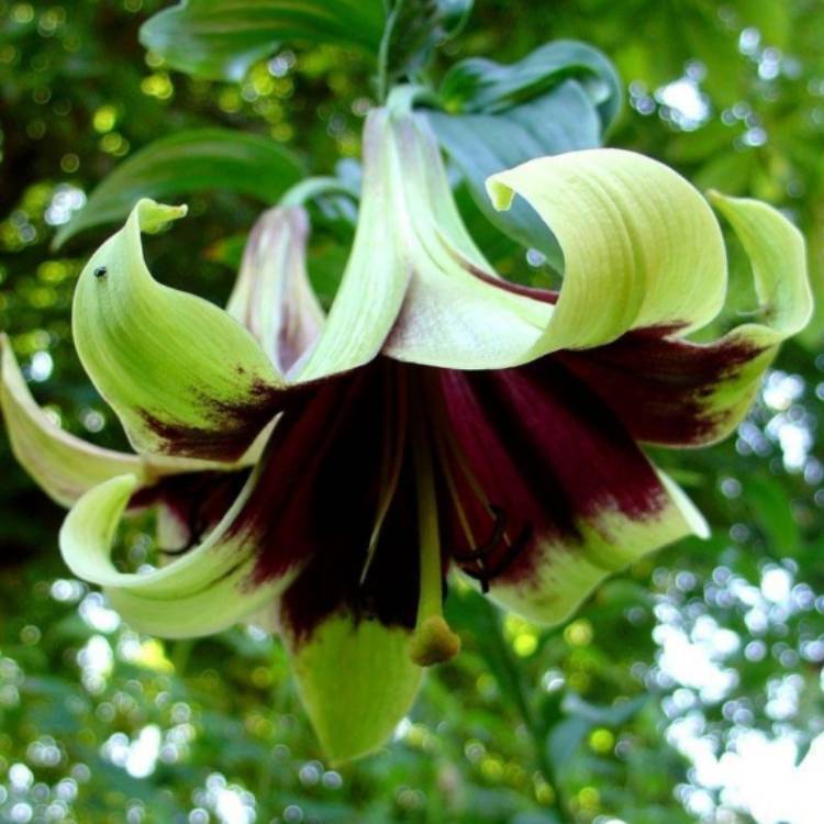 Plant image Lilium nepalense